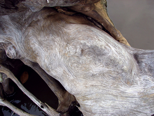 Photography-Nature-Reclining Root