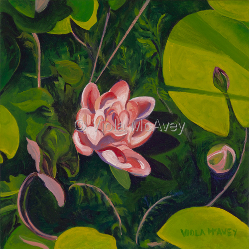 Painting-Botanical-Aimo's Water Lilies