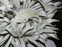Anemone%20%28Detail%20View%29 (thumbnail)