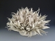 Sculpture--Ceramic-EnvironmentalAnemone