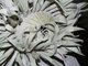 Sculpture--Ceramic-EnvironmentalAnemone (Detail View)