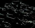 Etching%20in%20Blue (thumbnail)