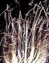 Germs (thumbnail)