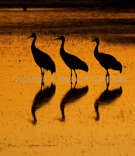 Photography-Animals-The Day's Last Light