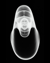 Walt Wenzel, photography, xray, seashell, sea, sealife, marine, marine life, nature, natural structure, dimension,inner dimension, - Abstract Photography