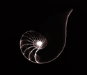 Twisted%20red%20nautilus (thumbnail)