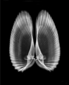 Wings (thumbnail)