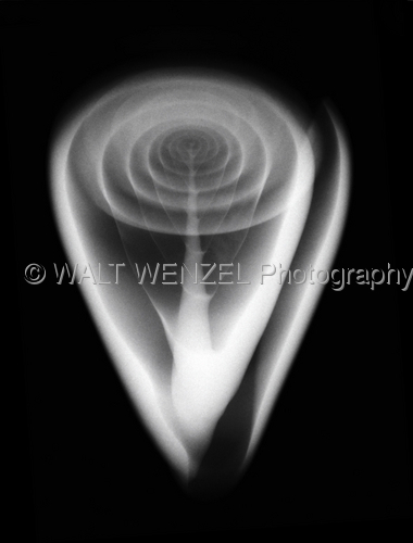 Cone%20shell (large view)