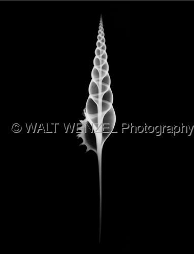 White%20tibia (large view)