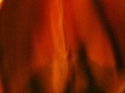 Flames of Passion Flames%20of%20Passion (thumbnail)
