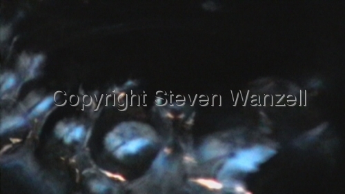 Blue Blossom Blue%20Blossom (thumbnail)