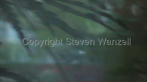 Tropical Mist Tropical%20Mist (thumbnail)