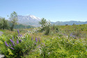 Wild Flowers in Total Destruction Area