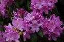 Rhododendron