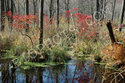 Fall Colors at Thompson Pond, NY