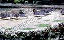 Black Vultures
