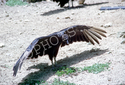 Black Vulture