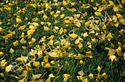 Gingko biloba leaves