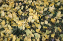Ginko biloba leaves