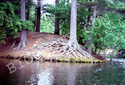 Exposed tree roots