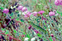 Hornworm on Verbena