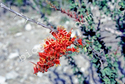 Ocotillo Flower