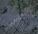 Floating Wasp  (Euodynerus annulatum)