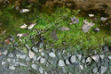 Pond Scum Algae