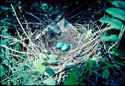 Robin's Eggs in Nest