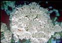 Mountain Laurel