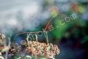 Walking Stick (Order Phasmatodea)