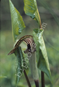 Bio-Eco