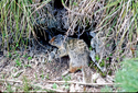  Ground Squirrel
