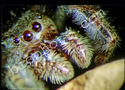 Jumping spider eyes