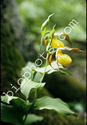 Yellow Lady Slipper Orchid