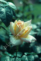 Peace Rose