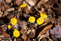 Coltsfoot (Tussilago farfara)