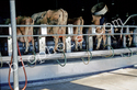 Rotary Milking Machine