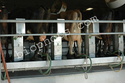 Rotary milking machine