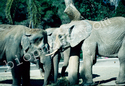 Elephants - Asiatic and African