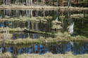 Branta canadensis, Canada Goose