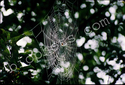 Orb Weaver Spider Web