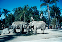 Elephants Indian and African