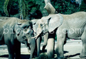 Elephants Asian and African