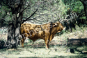 Bull