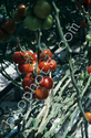 Hydroponic Tomatoes