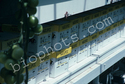 Bumble Bee Hives in Boxes