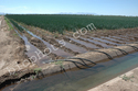 Siphon tubes for row irrigation