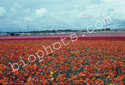 Rununculus seed beds