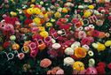 Multi-colored Rununculus Plants